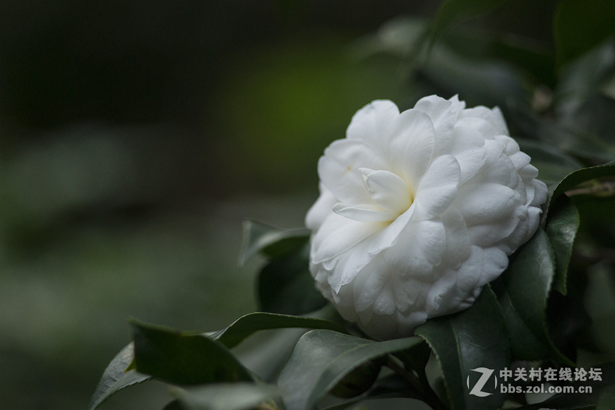 第一次试用手动头