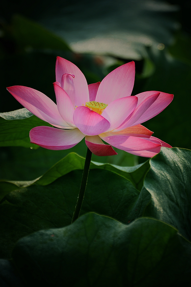 #2014摄影精彩回顾#——我的成长之路