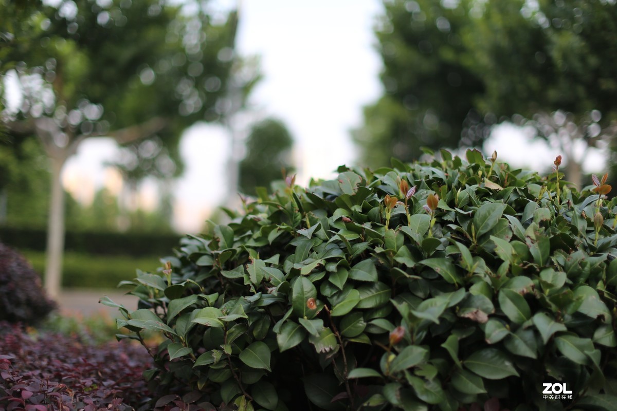 韵味足 EF50L随拍小景