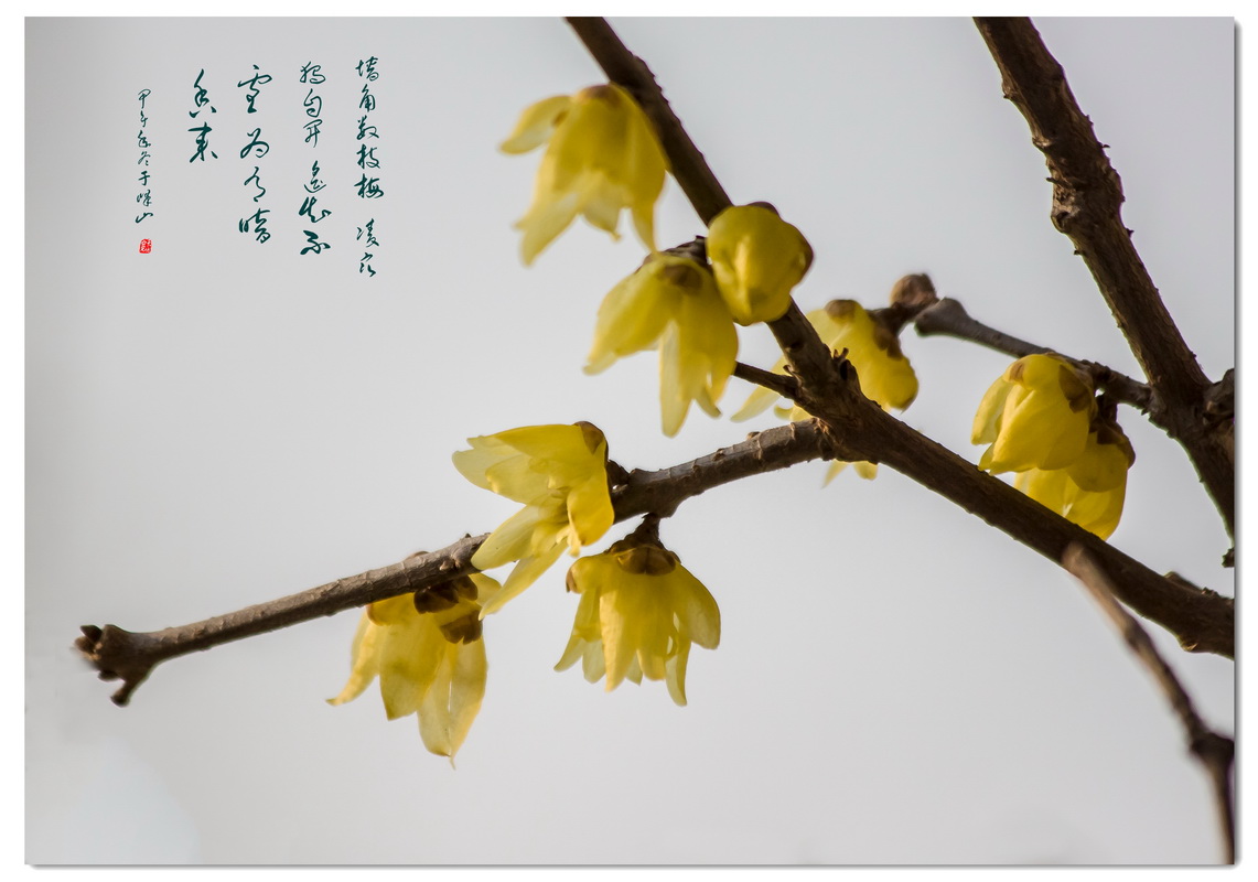 腊梅