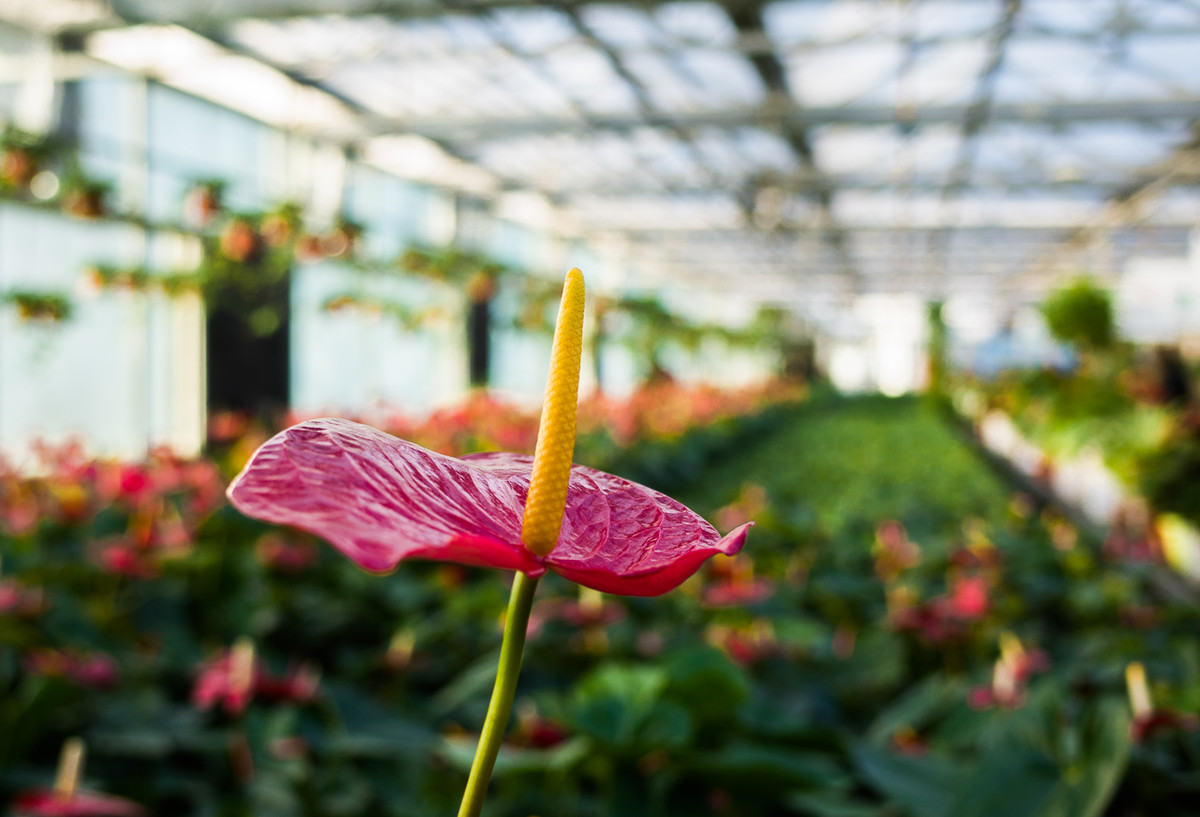 GR越用越爱------花卉大观园