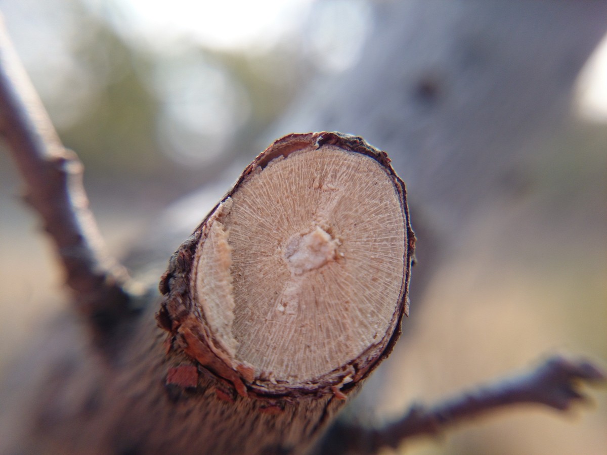 Sony L39h 午后几张。。。