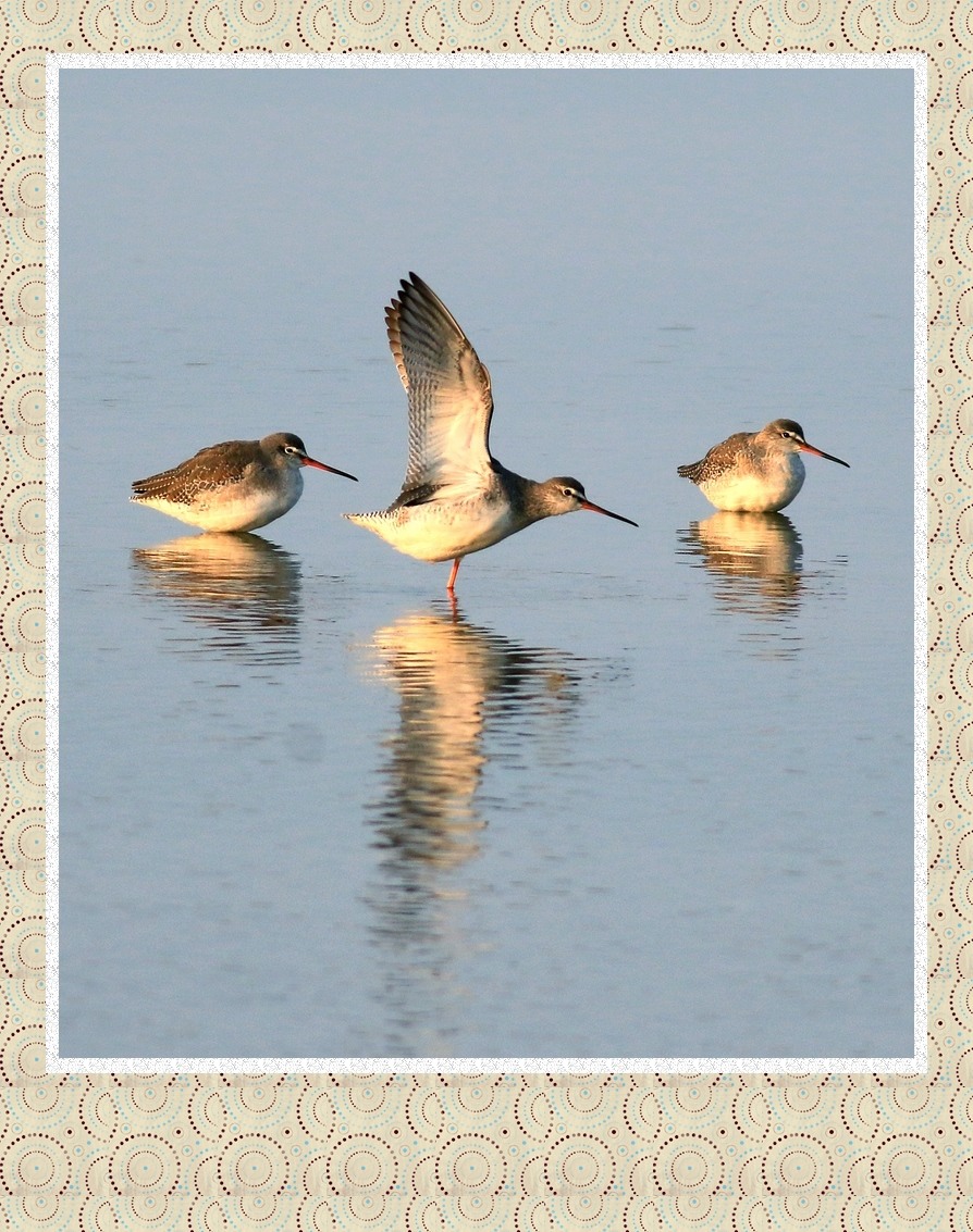 冬日滩涂夕阳下的红脚鹬