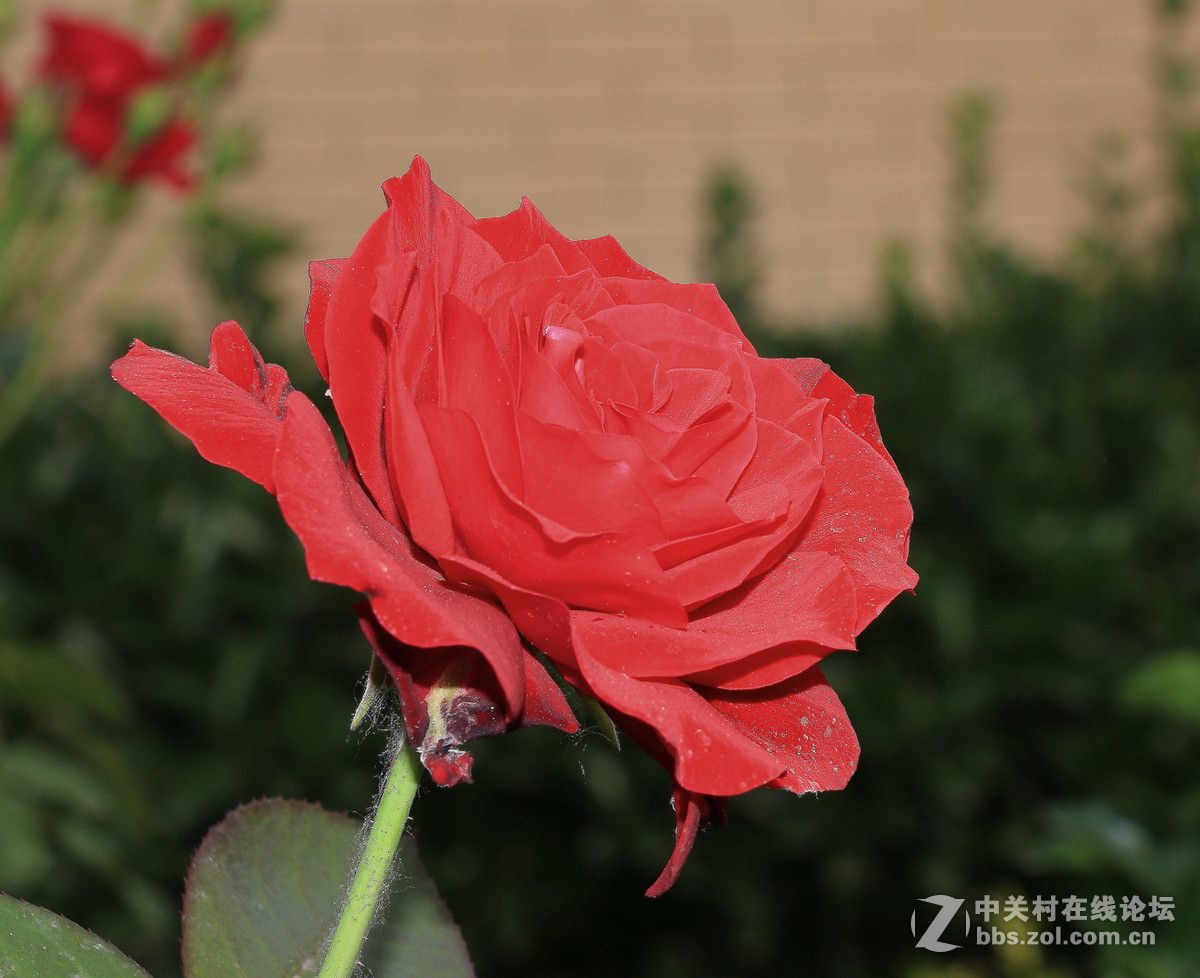 一枝独秀——一组早期练机帖