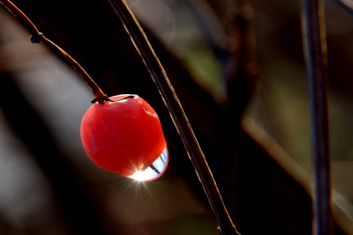 《红豆果》祝贺日照友坛开坛一周年！