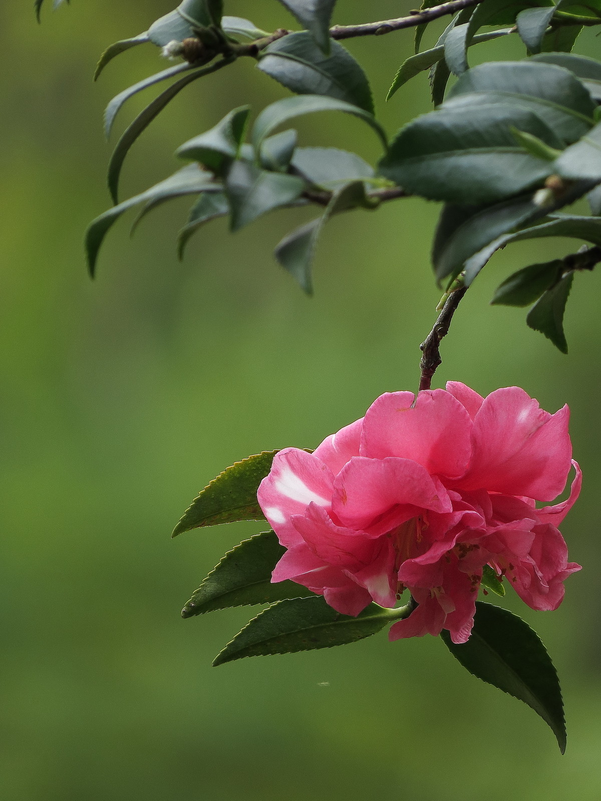 花季- flex3-1435拆机 - 实验室设备网