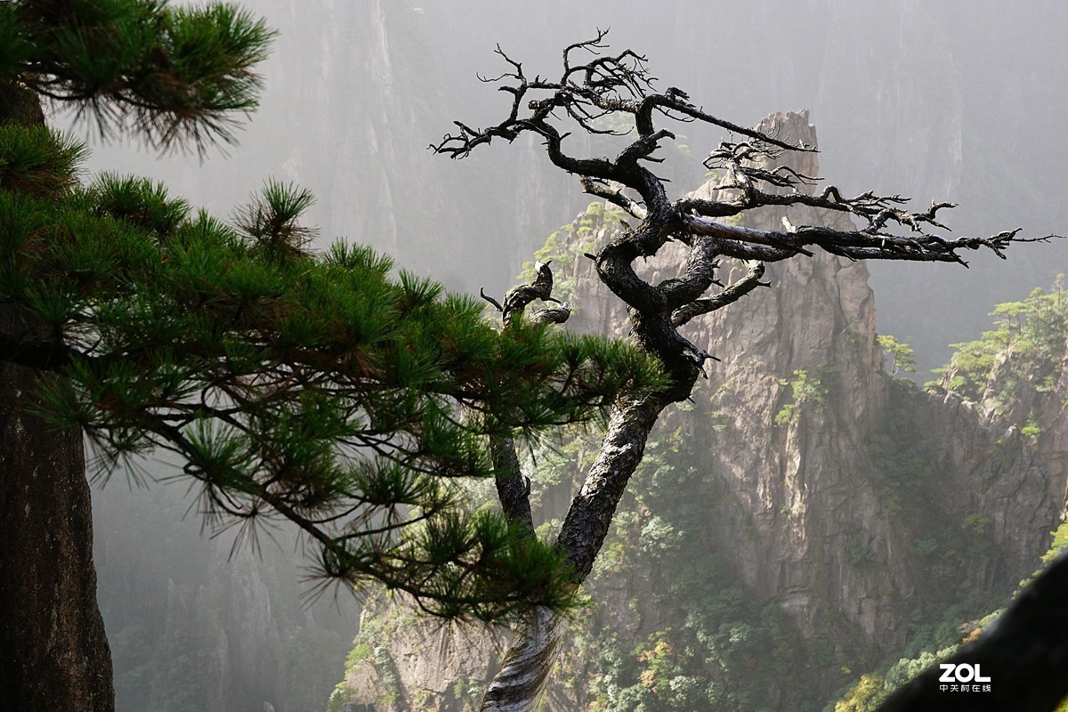 黄山奇松三梦笔生花
