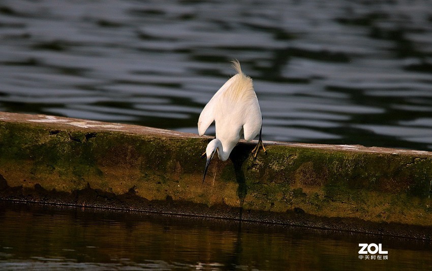 跟踪精彩的抓捕