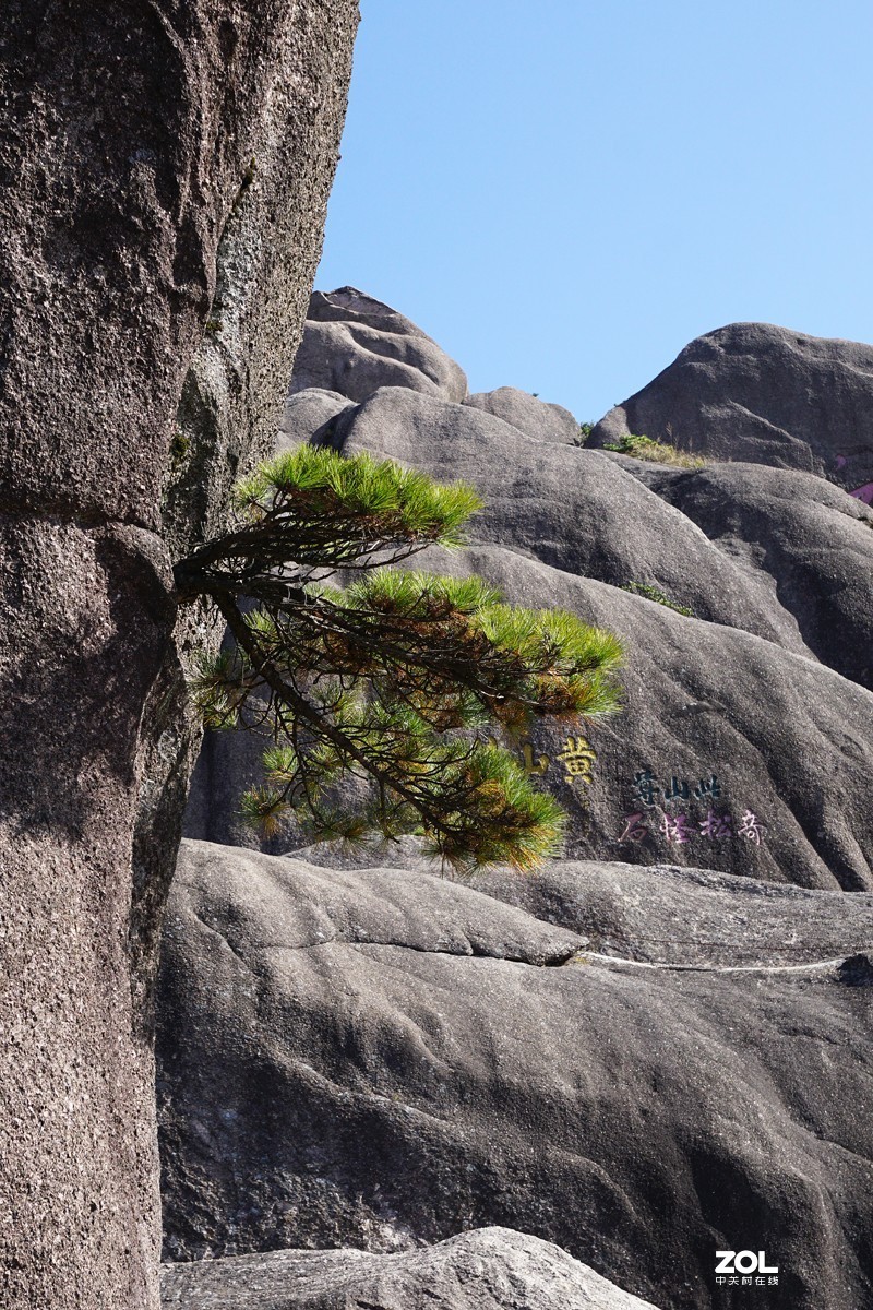 黄山奇松三梦笔生花