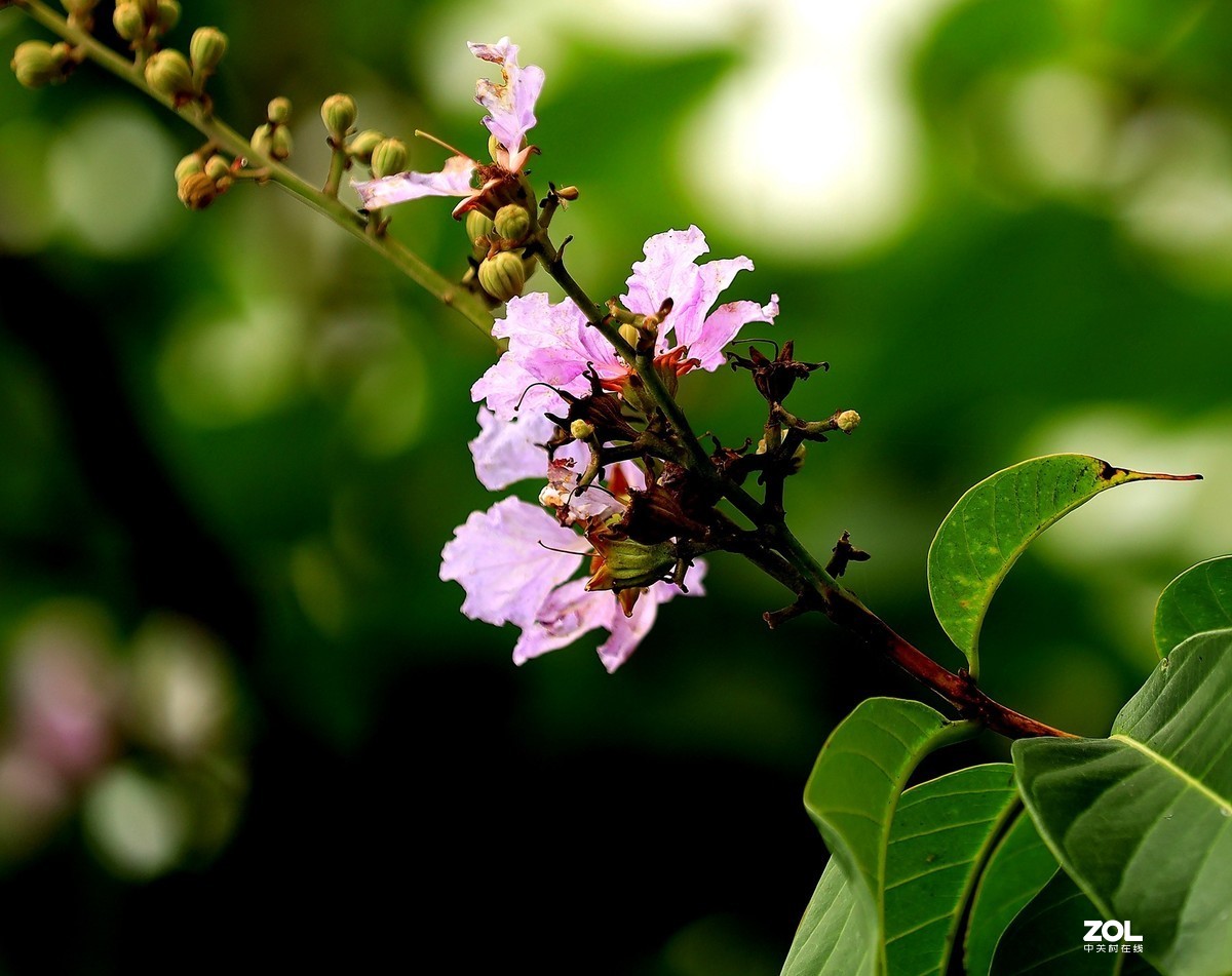一组灌木紫色花（2）