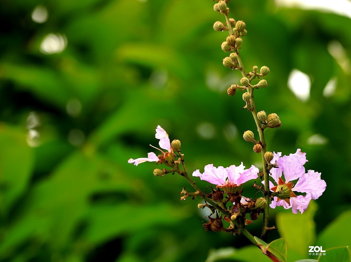 一组灌木紫色花（2）