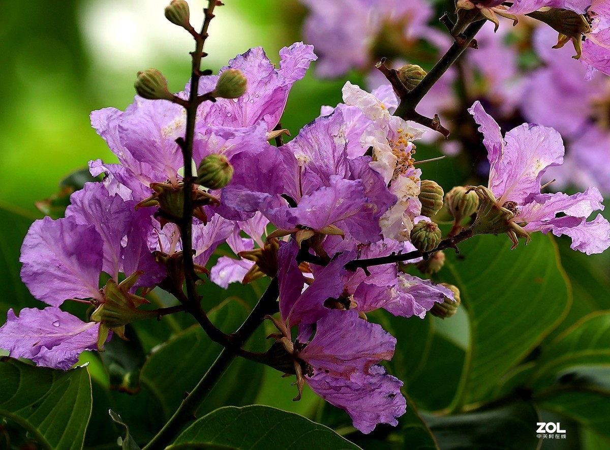 一组灌木紫色花（2）