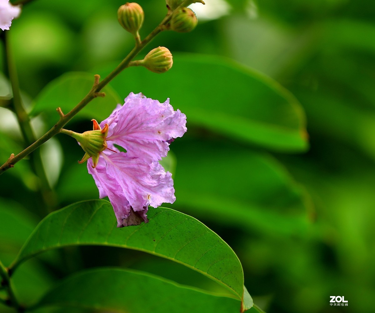 一组灌木紫色花（2）