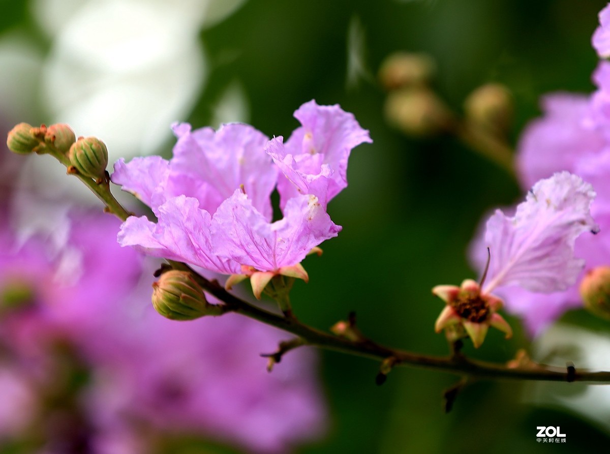 一组灌木紫色花（2）