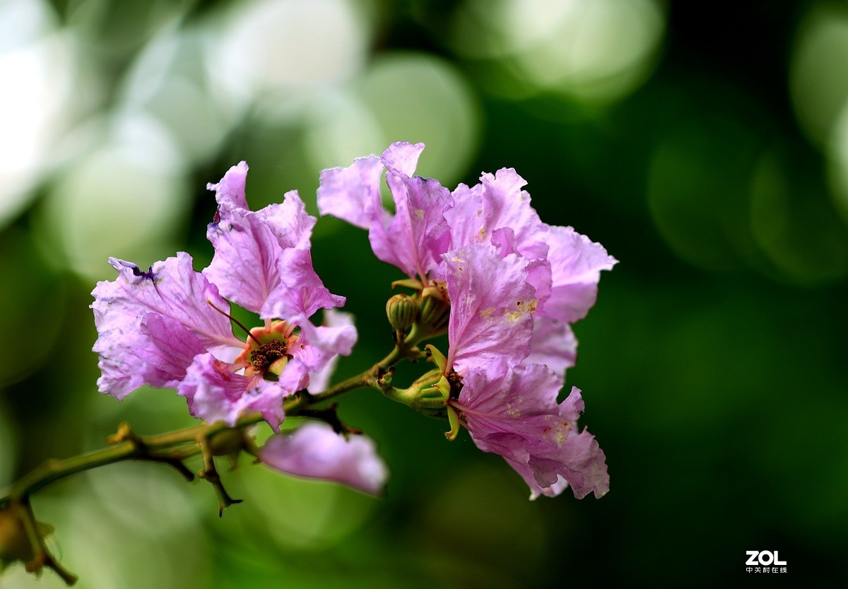 一组灌木紫色花（2）
