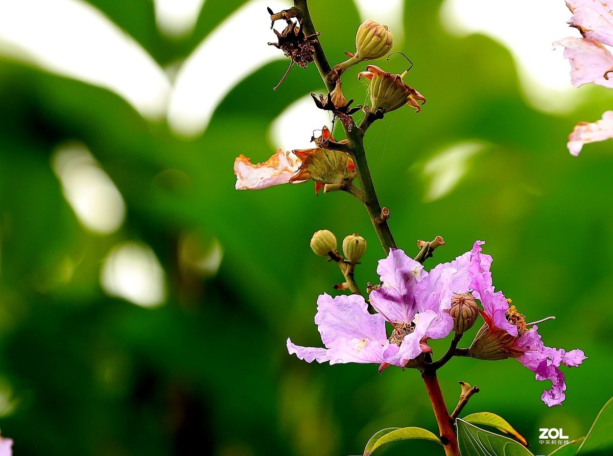 一组灌木紫色花（2）