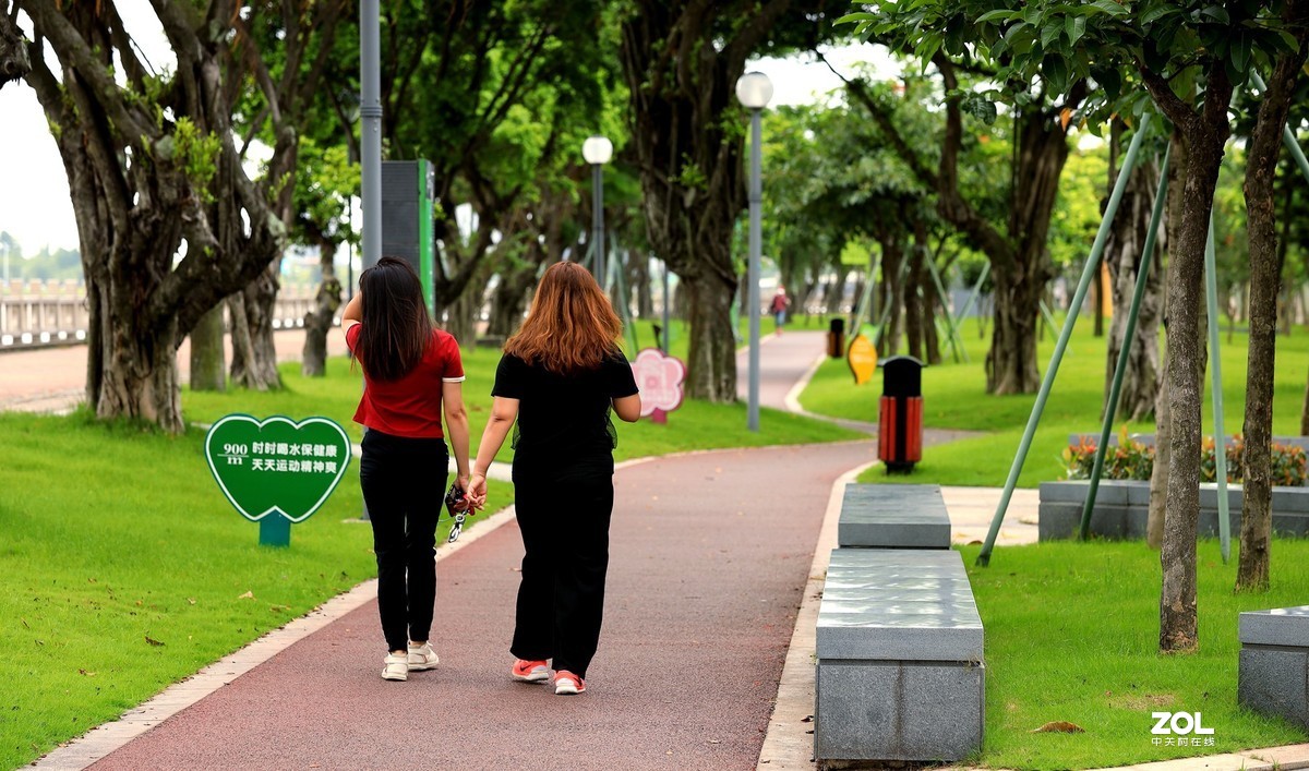一组灌木紫色花（2）