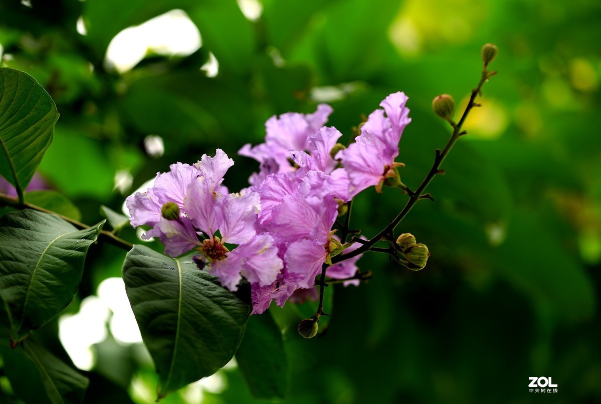 一组灌木紫色花（2）