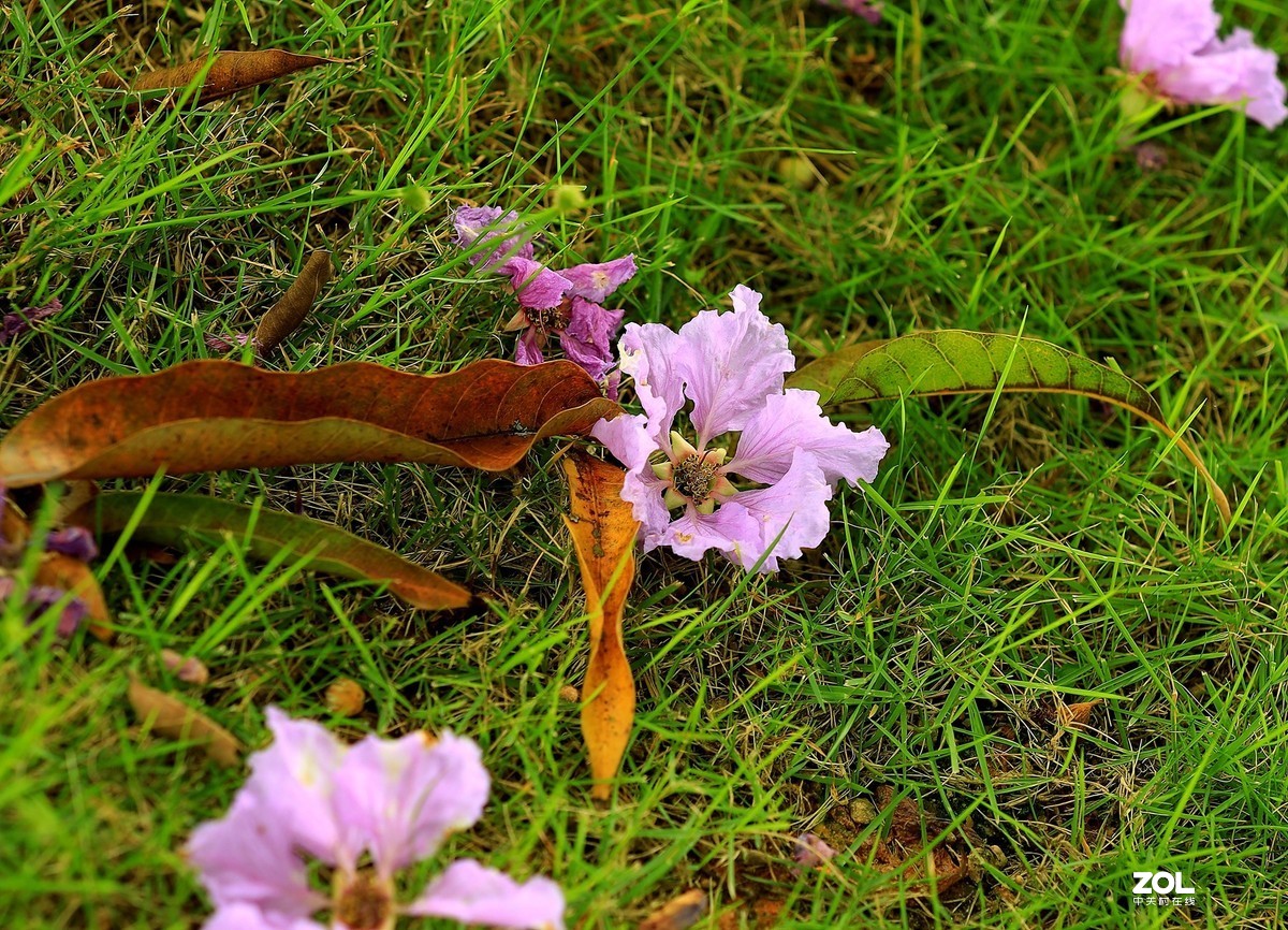 一组灌木紫色花（2）