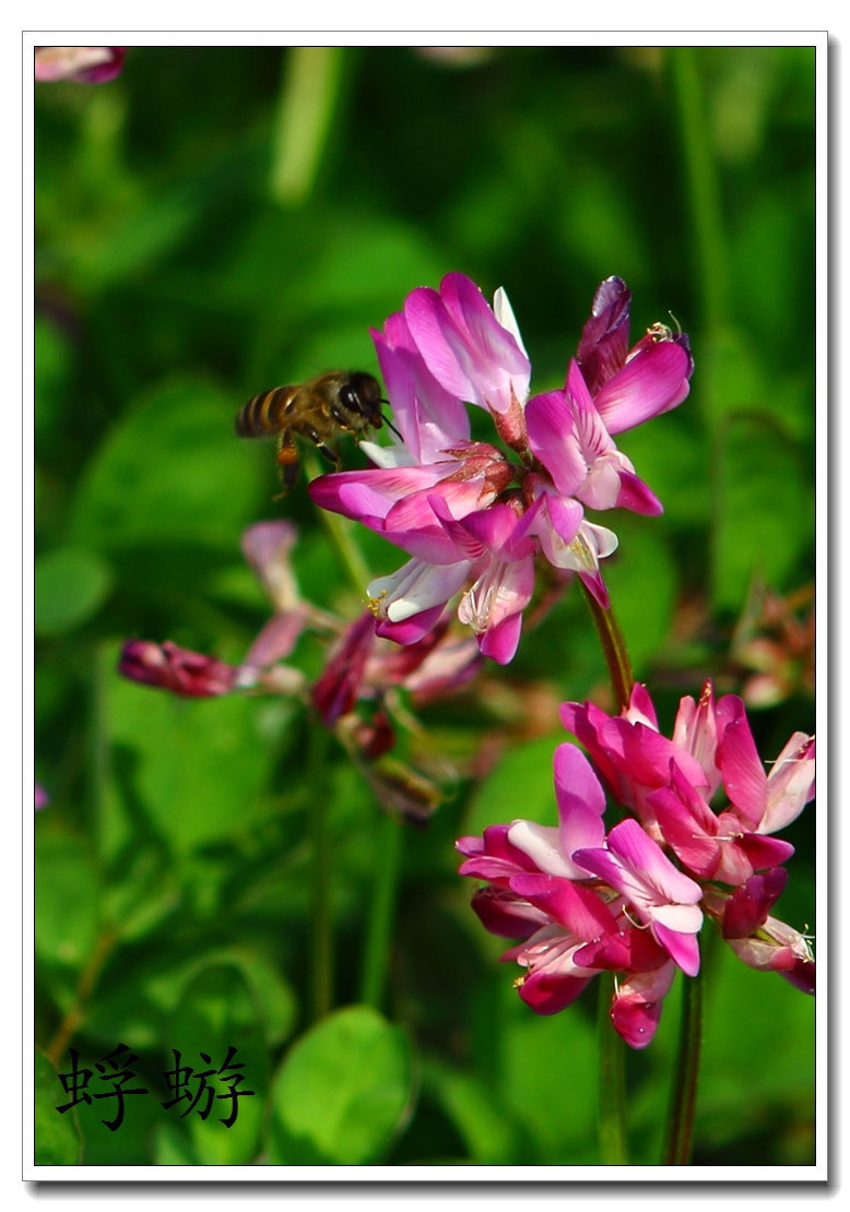 xxh 70-210试镜  紫云英