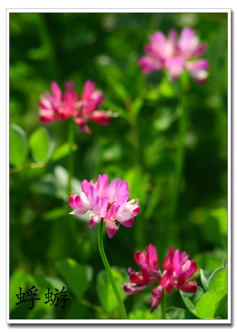 xxh 70-210试镜  紫云英