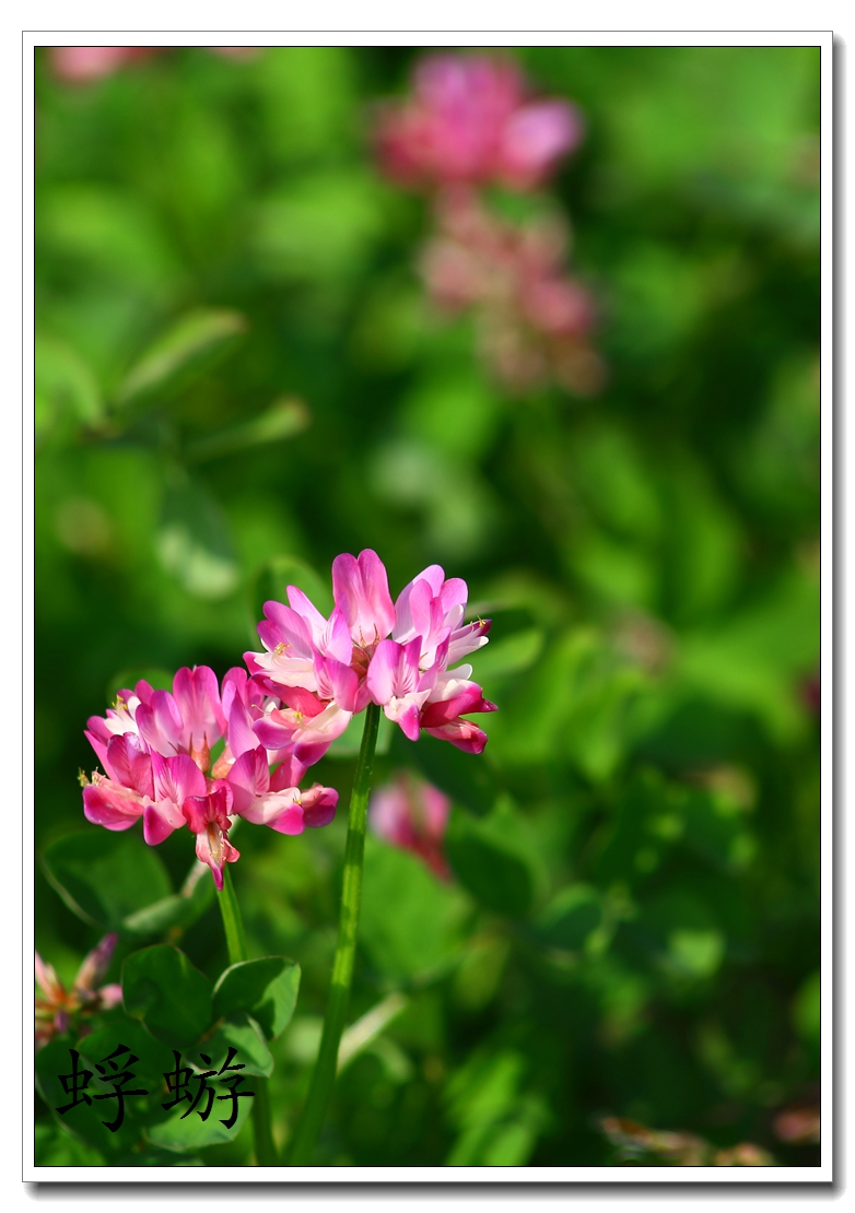 xxh 70-210试镜  紫云英