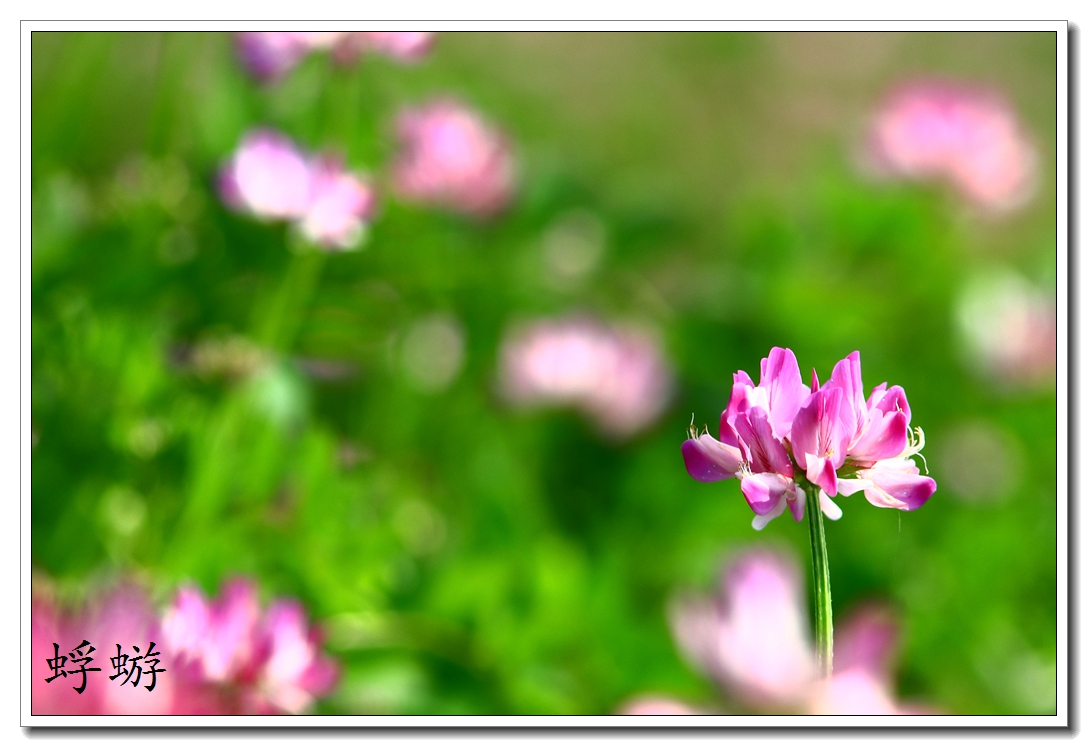 xxh 70-210试镜  紫云英