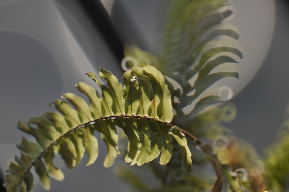 试用折返，威摄500mm/F5.6