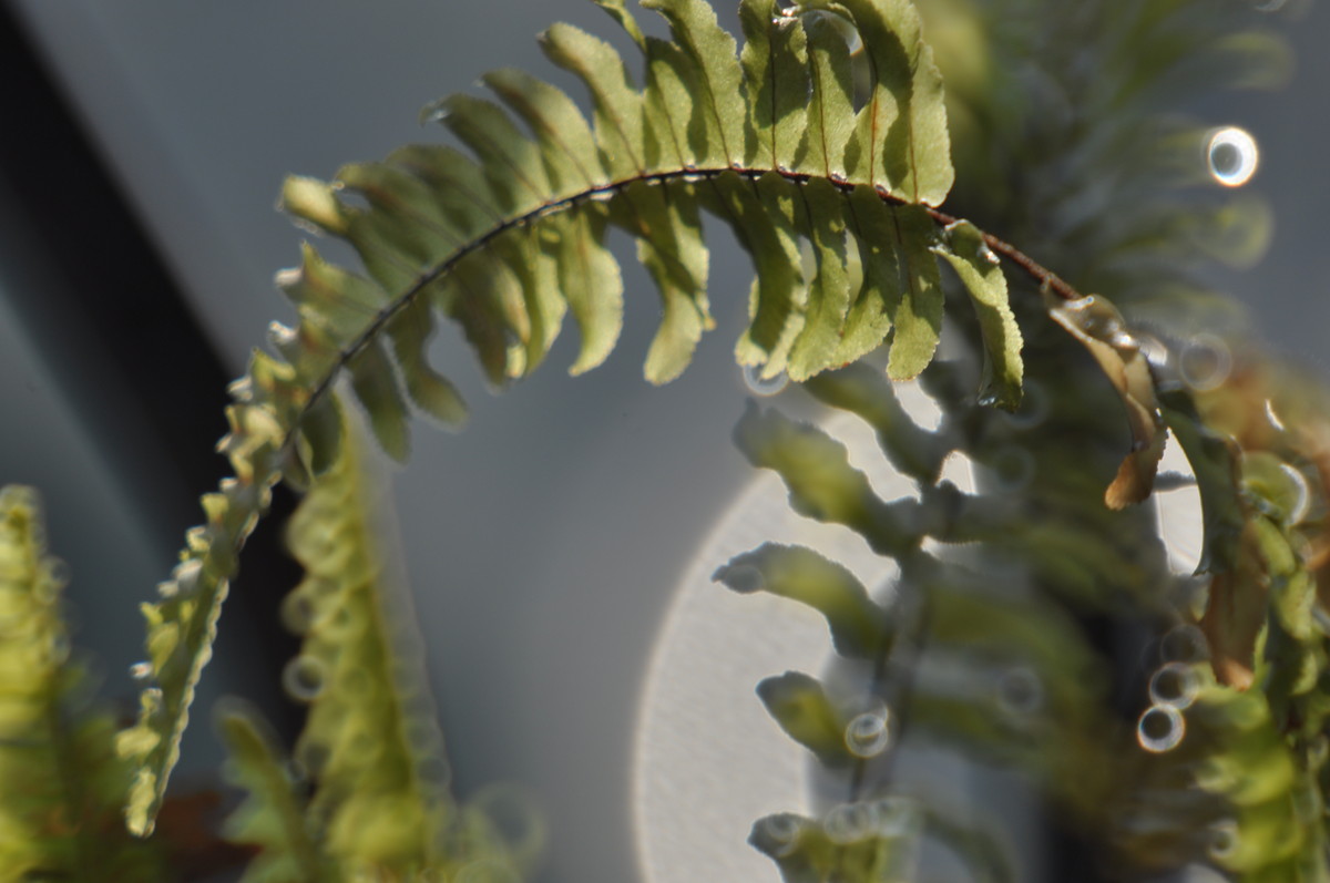 试用折返，威摄500mm/F5.6