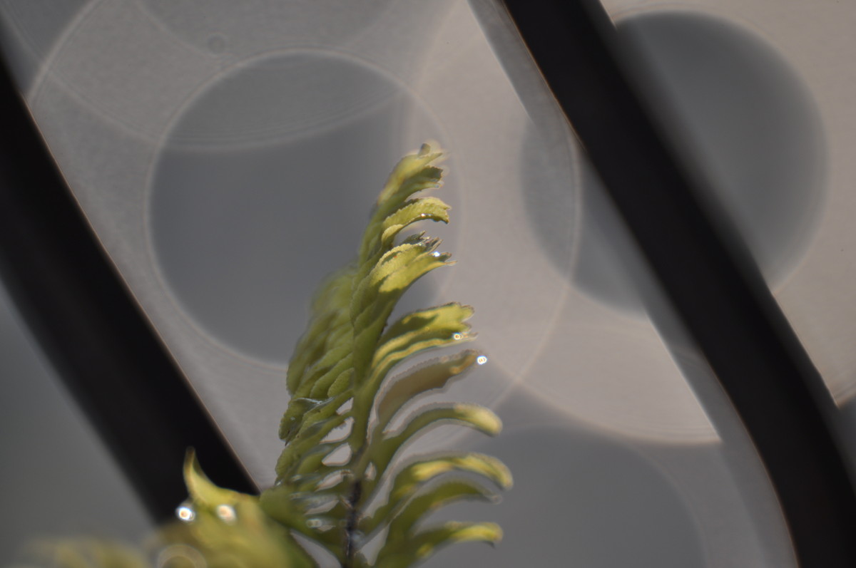 试用折返，威摄500mm/F5.6