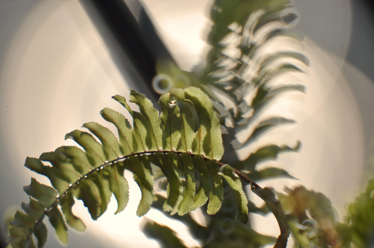 试用折返，威摄500mm/F5.6