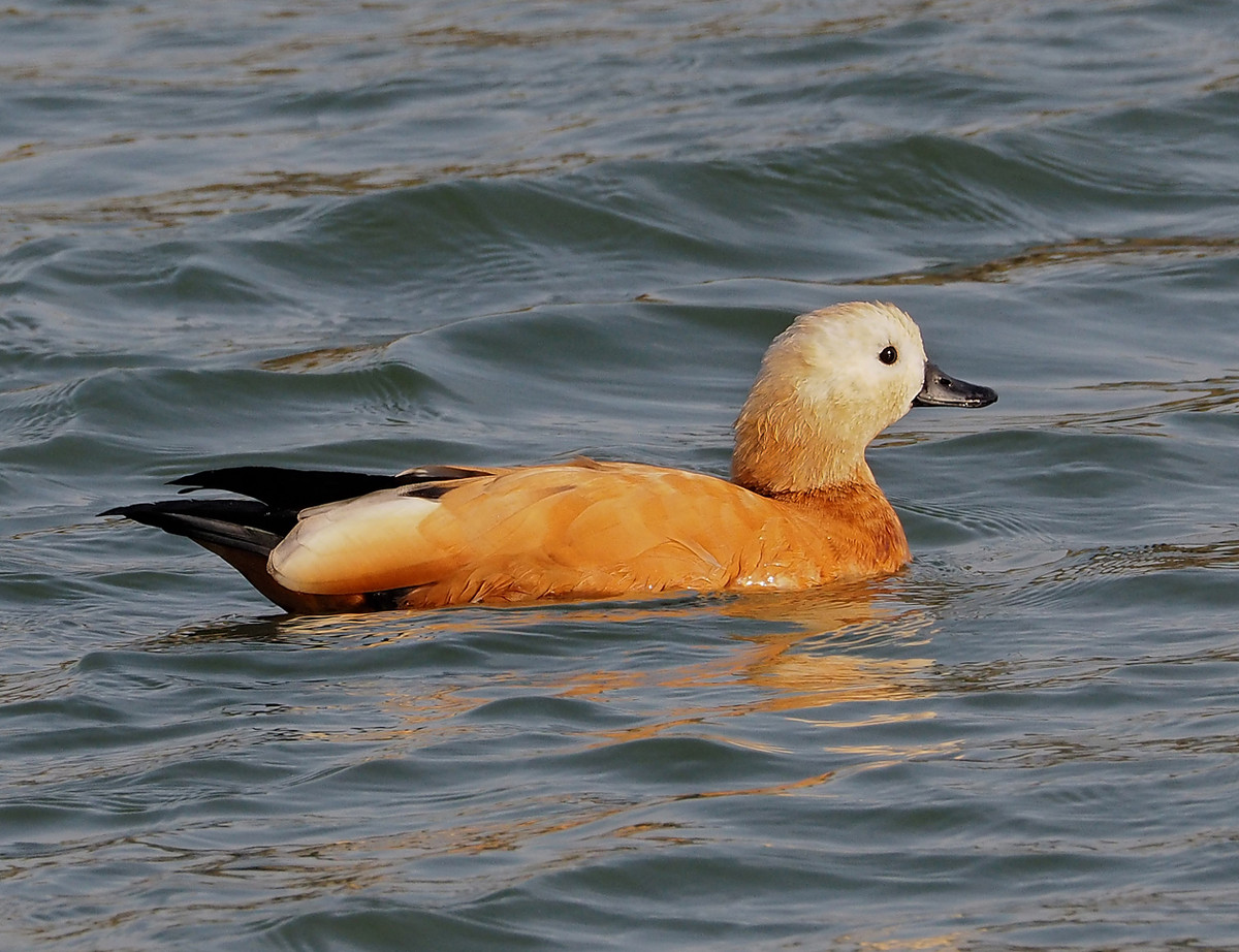 野鸭系列5白头黑尾野鸭