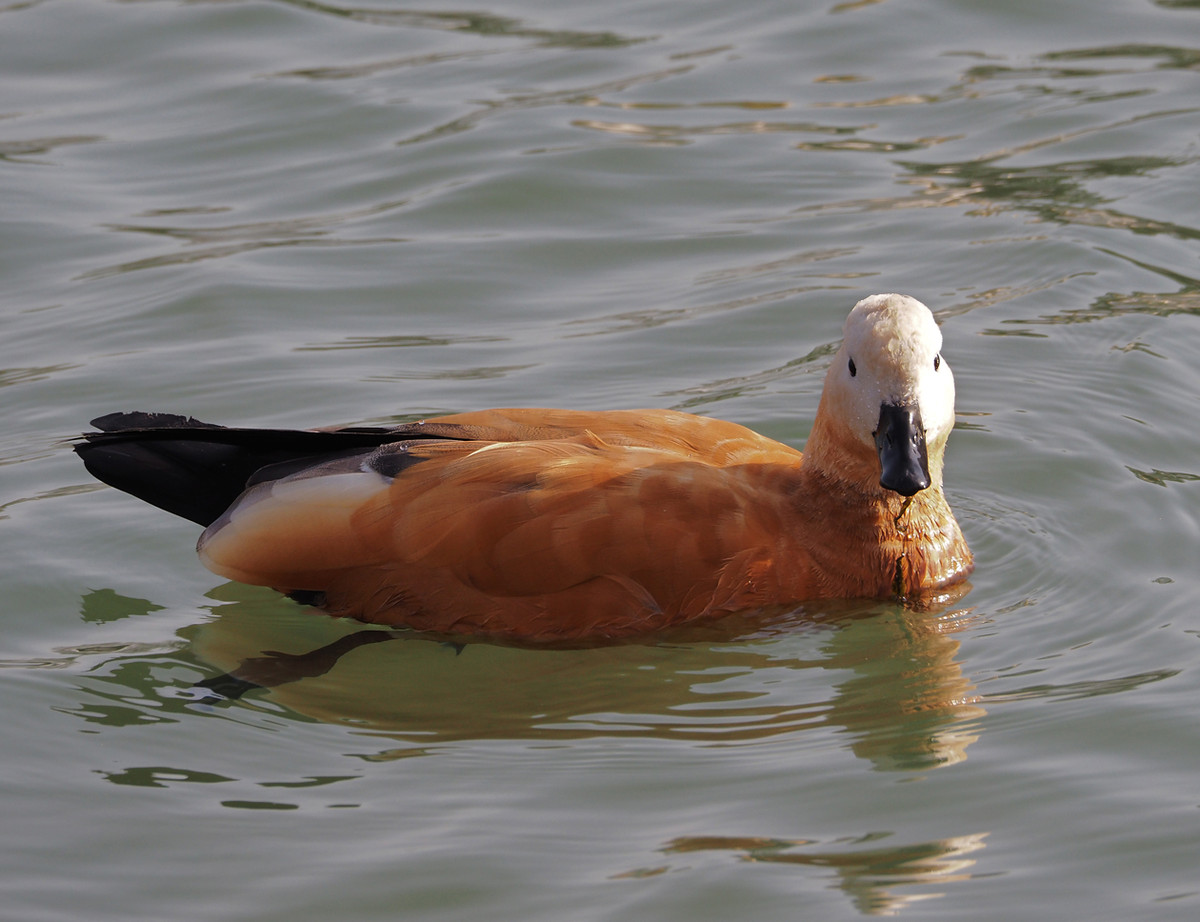 野鸭系列5白头黑尾野鸭
