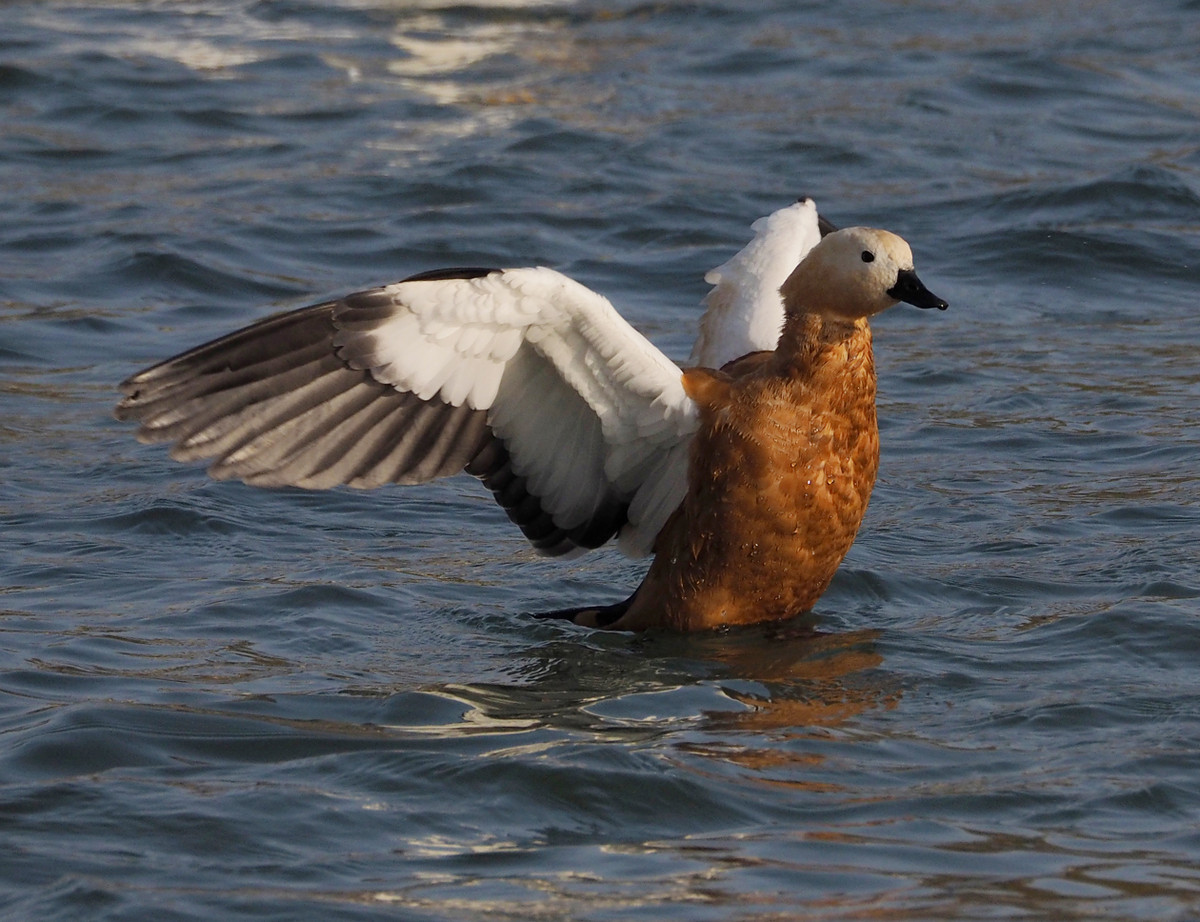 野鸭系列5白头黑尾野鸭