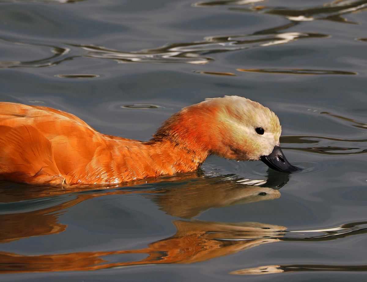 野鸭系列5白头黑尾野鸭