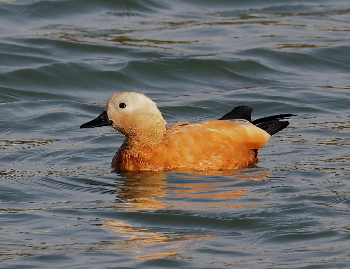 野鸭系列5白头黑尾野鸭