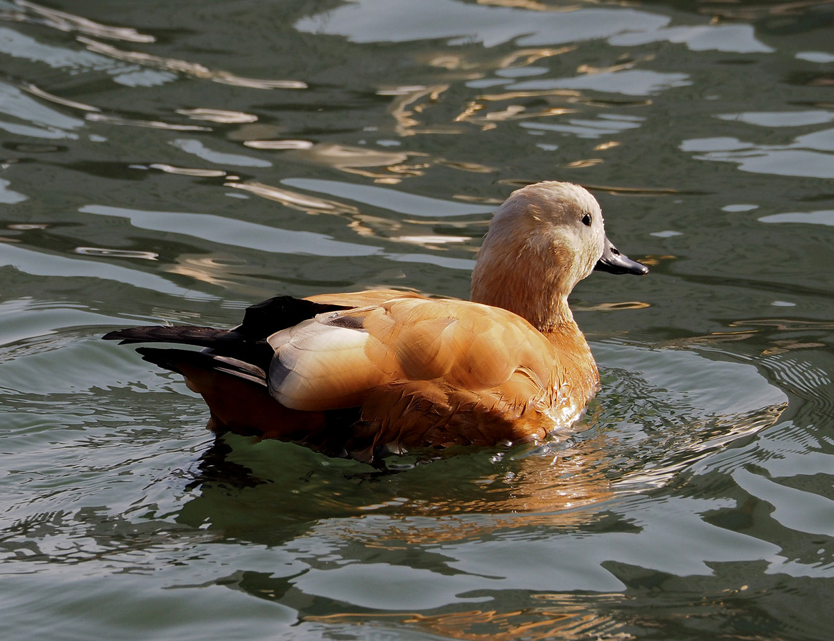 野鸭系列5白头黑尾野鸭