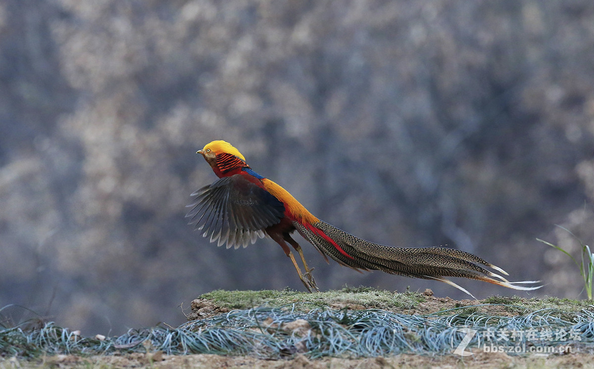 ----------红腹锦鸡----------