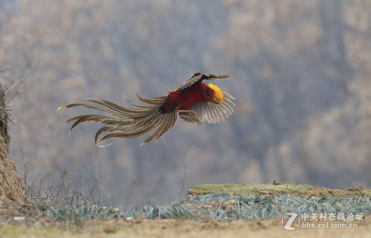 ----------红腹锦鸡----------
