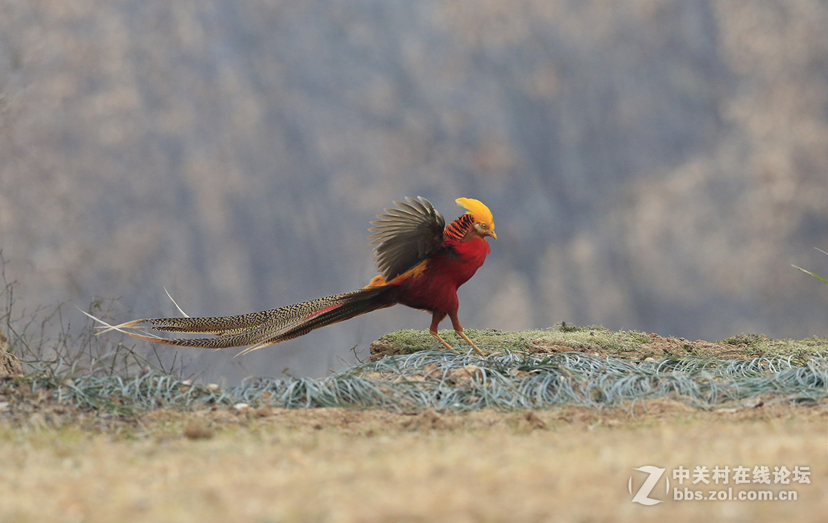 ----------红腹锦鸡----------