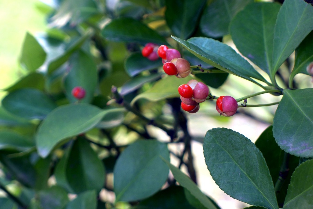 奇特的红果子求果名