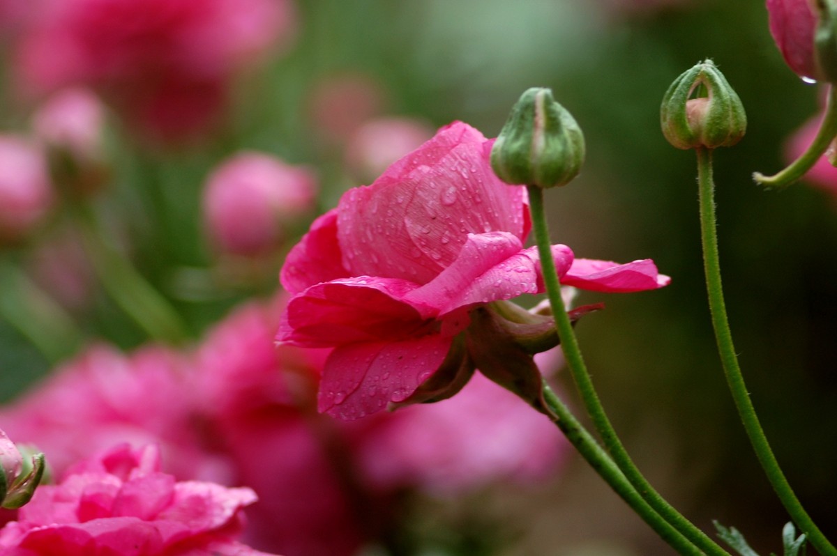 2015年第一帖、无旦献花，祝游版及各位版主好友新年好。