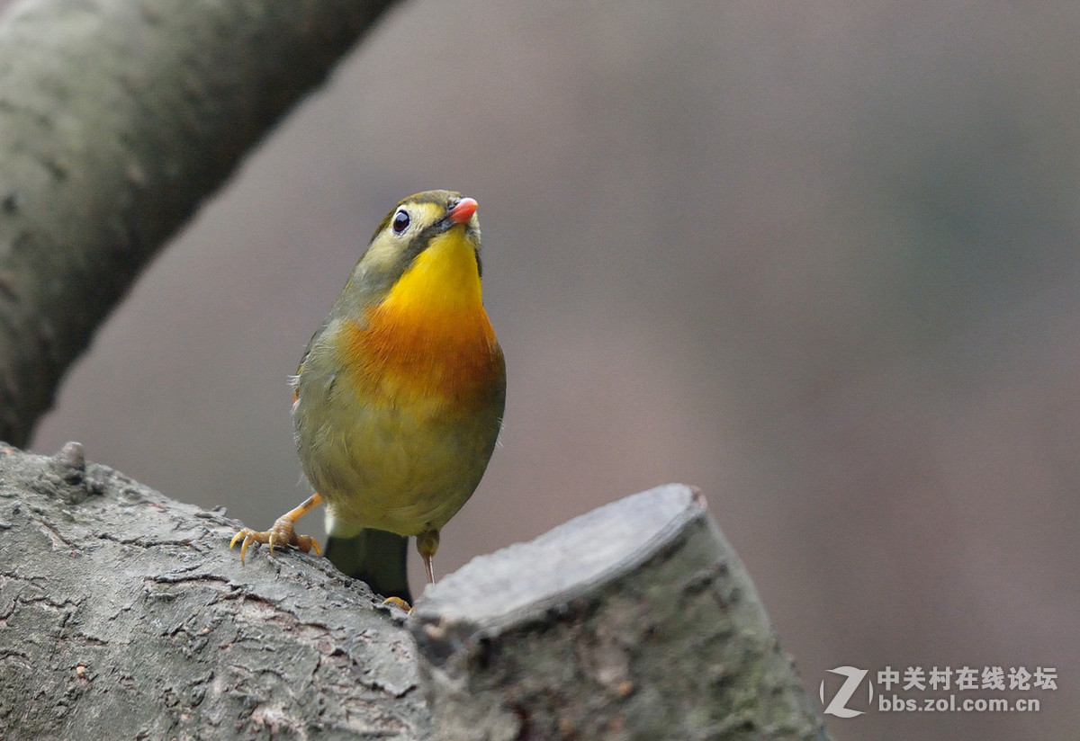 #尼康鸟类作品赏析第五期#冬日相思鸟