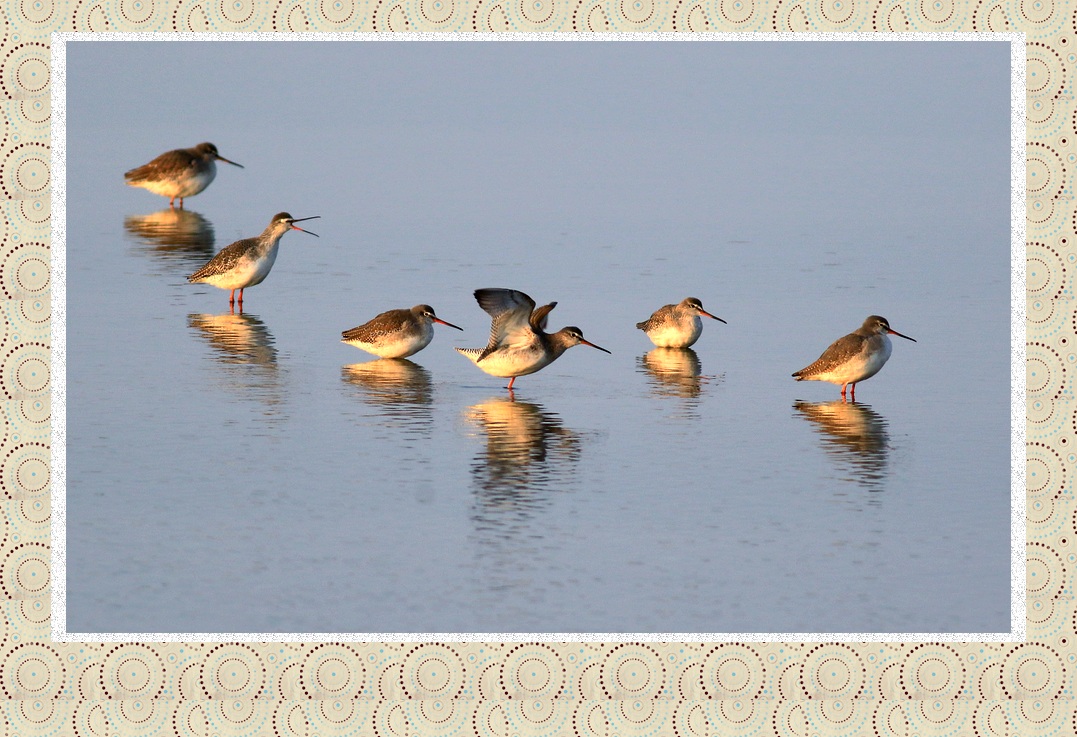 冬日滩涂夕阳下的红脚鹬