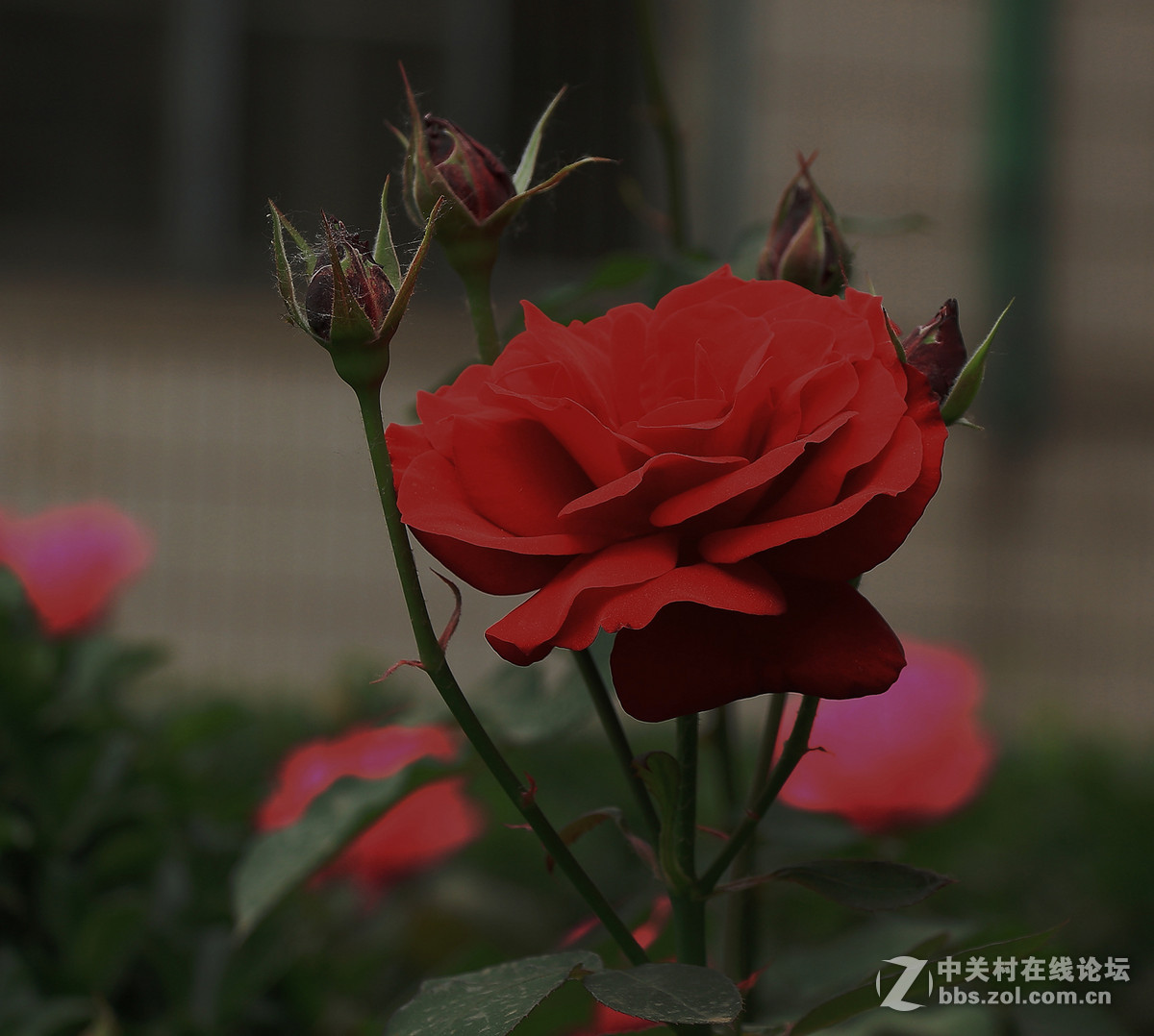 一枝独秀——一组早期练机帖