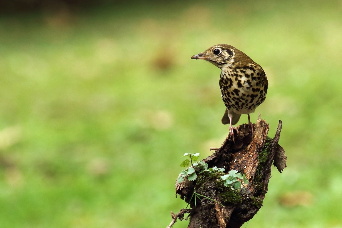 宝兴歌鸫与相思鸟