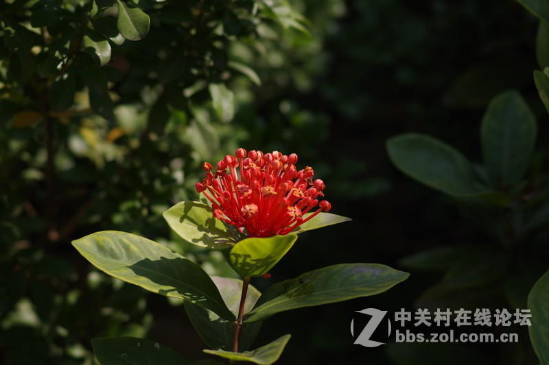 宾得小众原厂手动变焦老头M75-150 恒定F4