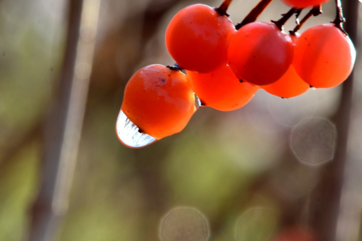 《红豆果》祝贺日照友坛开坛一周年！