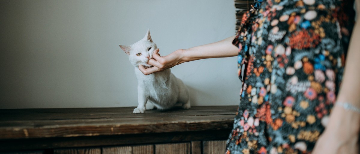 【罗兵】做我的猫