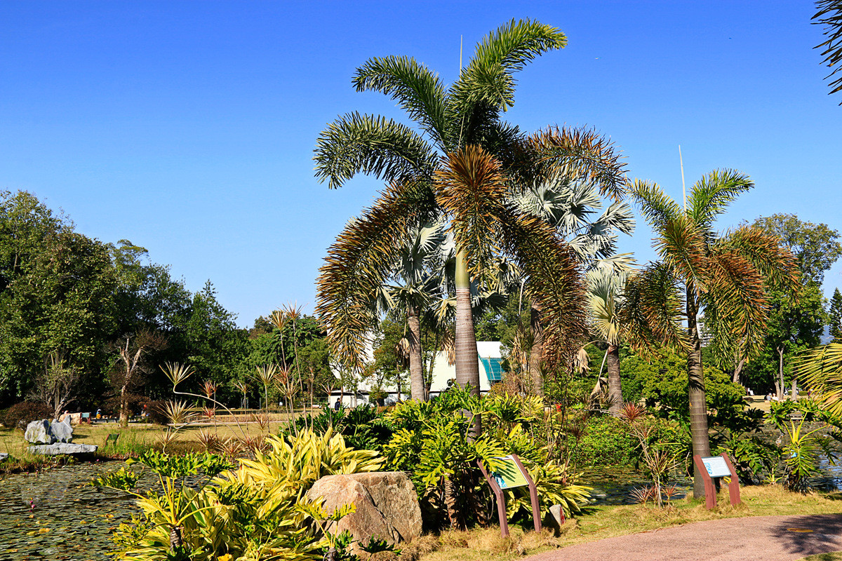华南植物园冬景